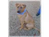 Adopt Hayes a RedGoldenOrangeCh estnut Labrador Retriever  Terri