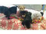 Adopt Martha s Puppies a White Dachshund  Terrier (Unknown Type