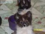 For Sale small Pappypoms