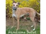Adopt Pw bullet a RedGoldenOrangeCh estnut Greyhound  Mixed dog 