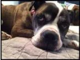 Adopt Stella Bella a Boxer