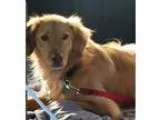 Adopt Nala a RedGoldenOrangeCh estnut Golden Retriever  Mixed do