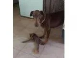Adopt Ruby a Doberman Pinscher