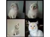 Adopt Raspberry a Siamese  Mixed (long coat) cat in Madison AL (
