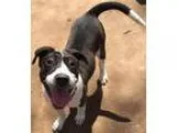 Adopt Bata a Australian Cattle Dog (Blue Heeler)