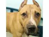 Adopt Nelson a TanYellowFawn American Staffordshire Terrier  Mix