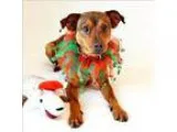 Adopt Timber a Miniature Pinscher  Mixed dog in Mipiltas CA (151