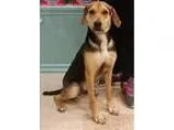 Adopt Juke a Hound (Unknown Type)  Mixed dog in Atlantic City NJ