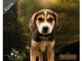 Adopt Kevin a Tricolor (TanBrown and Black and White) Beagle  Ra