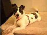 Adopt Panda a White - with Gray or Silver Jack Russell Terrier  