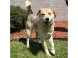 Adopt Teddy a Shepherd (Unknown Type)  Mixed dog in Little Rock 
