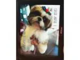 Adopt Shih Tzu - Flo a Shih Tzu