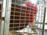 Adopt MACHO a Chicken bird in Tulsa OK ()