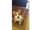 Adopt Nitro a White - with Tan Yellow or Fawn Australian Cattle 