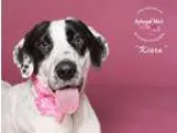 Adopt Kiara a Pointer Dalmatian