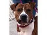 Adopt 16 BronsonAdopted a Terrier