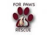 Adopt Pat Pitts a Pit Bull Terrier Bullmastiff