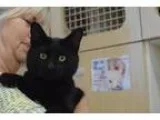 Adopt Leonardo - I am an explorer a Domestic Short Hair-black