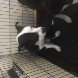 Smash - Male BasenjiTerrier (Unknown Type Small) Mix