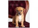 Adopt Blondie a TanYellowFawn Boxer  Labrador Retriever  Mixed d