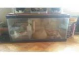 40 gallon fishreptile tank