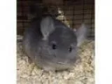 Adopt week old violet male chinchilla kit (baby) a Chinchilla