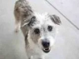 Adopt Sissy a Labrador Retriever Shepherd