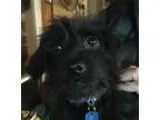 Adopt Mushu a Black Terrier (Unknown Type Medium)  Spaniel (Unkn