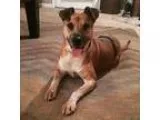 Adopt Kita a RedGoldenOrangeCh estnut - with White Australian Ca