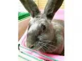 Adopt Maggie a GreySilver American  Mixed (short coat) rabbit in