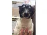 Adopt Beau a Black - with White Rat Terrier  Mixed dog in Canton