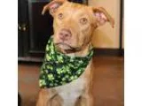 Adopt Simba a TanYellowFawn - with White American Staffordshire 