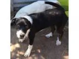 Adopt Sukie a Border Collie