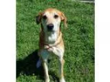 Adopt Rosie Lee a RedGoldenOrangeCh estnut - with White Hound (U