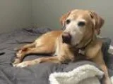 Adopt Moe a TanYellowFawn Labrador Retriever  Mixed dog in Detro