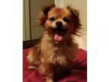 Adopt Gerald a RedGoldenOrangeCh estnut Tibetan Spaniel  Mixed d