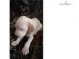 Josey - Ryman Style Setter Pup 3