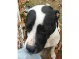 Adopt Sugar a Pit Bull Terrier