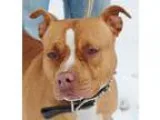Adopt Koko a Staffordshire Bull Terrier