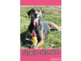 Adopt Starla (senior discount) a Brindle Plott Hound  Treeing Wa