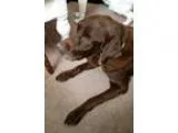 Adopt Hershey a Labrador Retriever