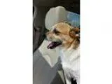 Adopt Petey a Tricolor (TanBrown and Black and White) Jack Russe