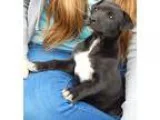 Adopt Petty (12 lb) a Black - with White Border Collie  Wirehair