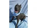 Adopt Maddox a GraySilverSalt and Pepper - with White American S