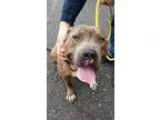 Adopt Hank a Brindle American Staffordshire Terrier  Pit Bull Te