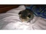Adopt Patience s Charity kit a Domestic Short Hair