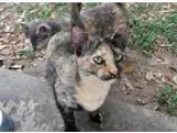 Adopt Hazel a Tortoiseshell Domestic Shorthair (short coat) cat 