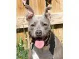 Incredible Paris Swing Mandolin