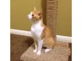 Adopt Orange Jello a Orange or Red (Mostly) Domestic Shorthair  