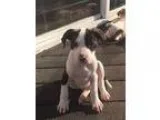 Adopt Boston a White - with Brown or Chocolate Boxer  Mixed dog 